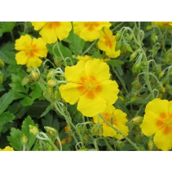 Napvirág (Helianthemum)