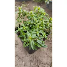 Helianthemum Golden Queen - Napvirág