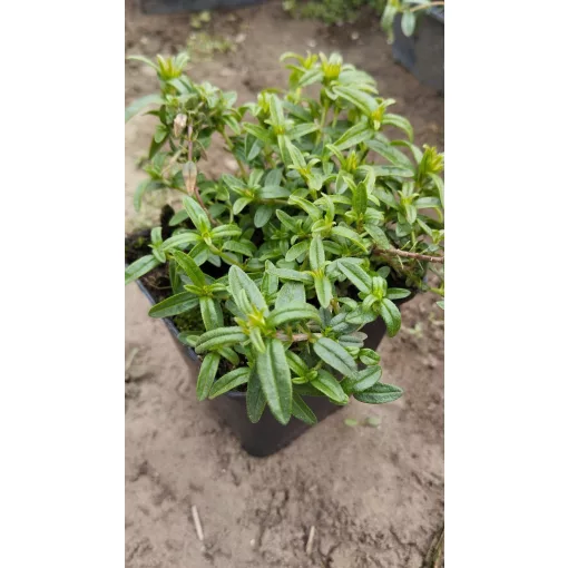 Helianthemum Golden Queen - Napvirág