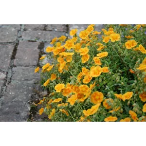 Helianthemum Honeymoon - Napvirág