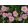 Helianthemum Lawrensons Pink - Napvirág