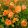 Helianthemum Orange Double - Napvirág