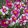 Helianthemum Raspberry Ripple - Napvirág