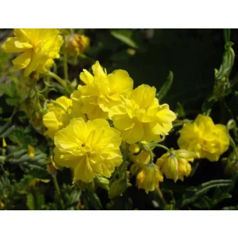 Napvirág (Helianthemum)