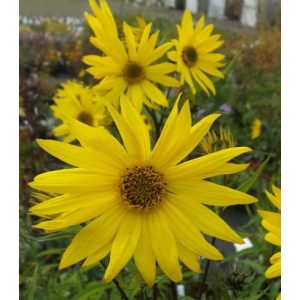  Helianthus atrorubens Gullicks Variety - Lila korongos napraforgó