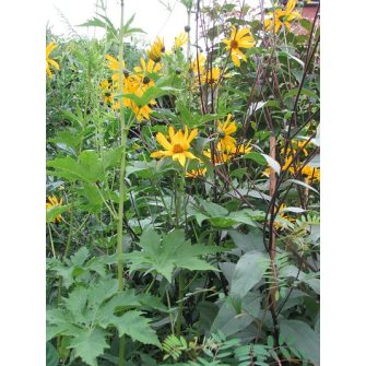 Napraforgó (Helianthus)