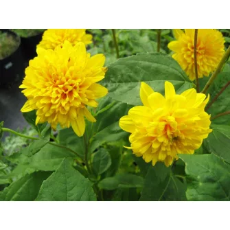 Napraforgó (Helianthus)