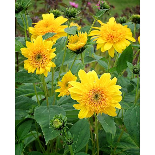 Helianthus decapetalus Double Whammy - Sokvirágú dísznapraforgó