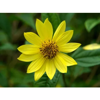 Napraforgó (Helianthus)