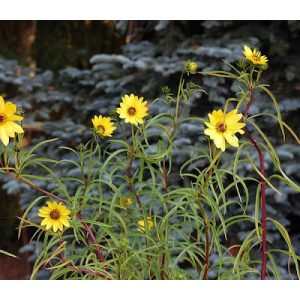 Helianthus orygalis - Fűzlevelű napraforgó