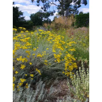 Szalmagyopár (Helichrysum)