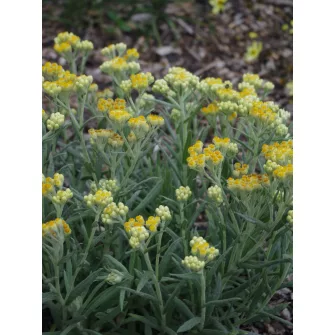 Szalmagyopár (Helichrysum)