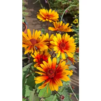 Napszem (Heliopsis)