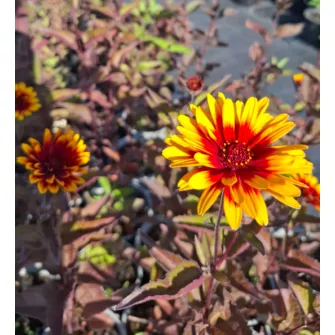 Napszem (Heliopsis)
