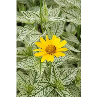 Napszem (Heliopsis)