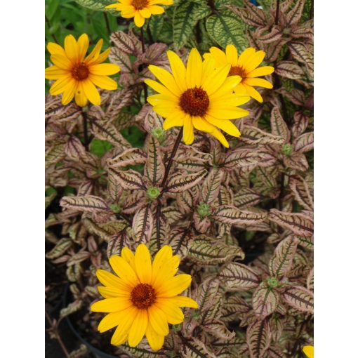 Heliopsis helianthoides Summer Pink - Érdes napszemvirág