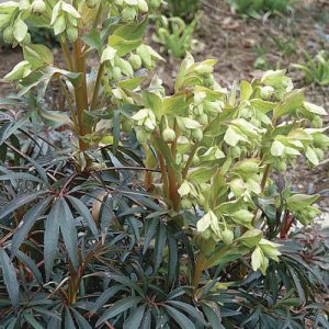 Helleborus foetidus - Hunyor