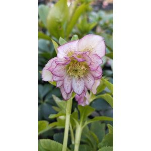 Helleborus orientalis Double Ellen Picotee - Hunyor