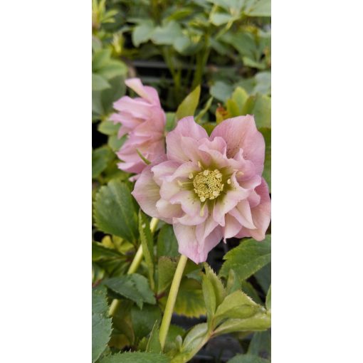 Helleborus orientalis Double Ellen Pink - Hunyor