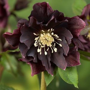 Helleborus orientalis Double Ellen Purple - Hunyor