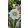 Helleborus orientalis Double Ellen White - Hunyor