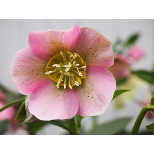 Helleborus orientalis Pretty Ellen Pink - Hunyor