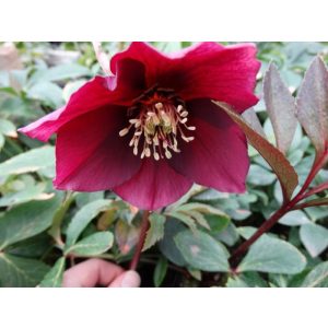 Helleborus orientalis Pretty Ellen Red - Hunyor