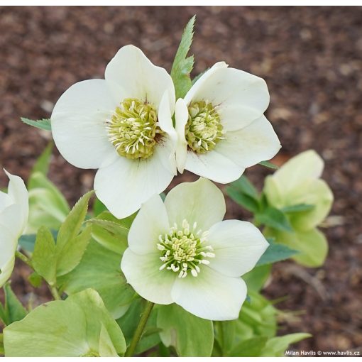 Helleborus orientalis Pretty Ellen White - Hunyor