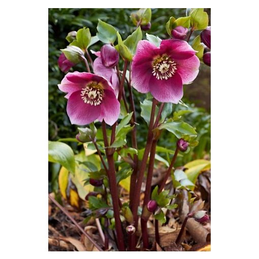 Helleborus orientalis Red Lady - Hunyor