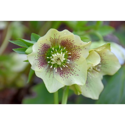 Helleborus orientalis Yellow Lady - Hunyor