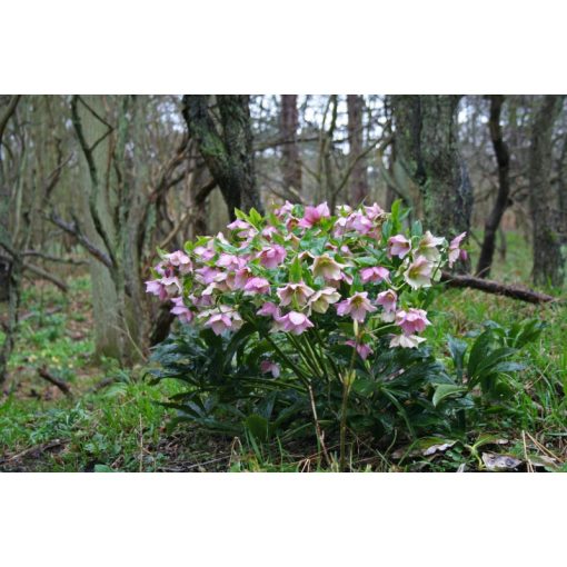 Helleborus orientalis - Hunyor