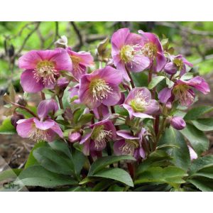 Helleborus orientalis Amor - Hunyor