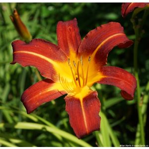 Hemerocallis 'Autumn Red' - Sásliliom