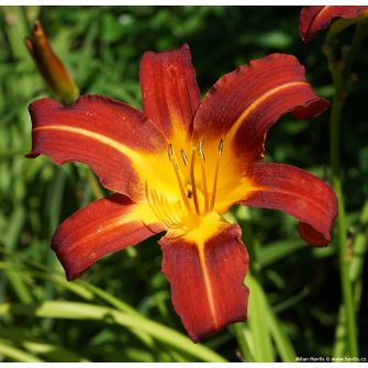 Sásliliom (Hemerocallis)