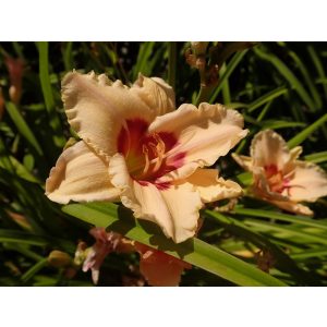 Hemerocallis 'Brillant Circle' - Sásliliom