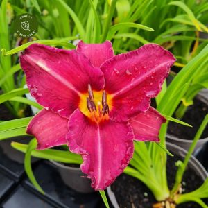 Hemerocallis 'Byzanthyne Emperor' - Sásliliom