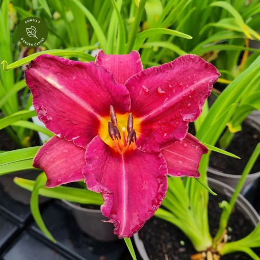 Hemerocallis 'Byzanthyne Emperor' - Sásliliom