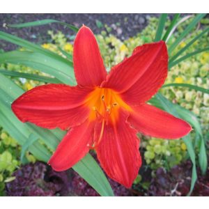 Hemerocallis 'Campfire Embers' - Sásliliom