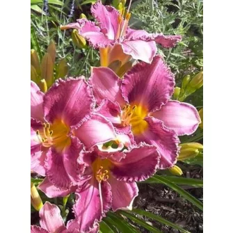 Sásliliom (Hemerocallis)