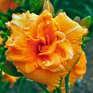 Hemerocallis 'Country Pride' - Sásliliom