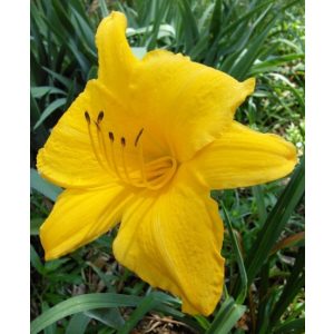 Hemerocallis 'Golden Prize' - Sásliliom