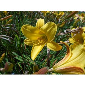 Hemerocallis 'Lemon Bells' - Sásliliom