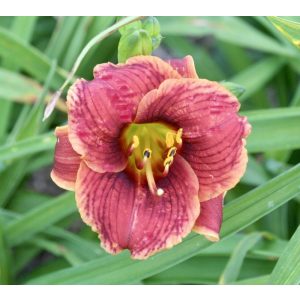 Hemerocallis 'Little Peanut' - Sásliliom