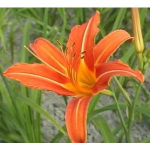 Hemerocallis 'Margaret Perry' - Sásliliom