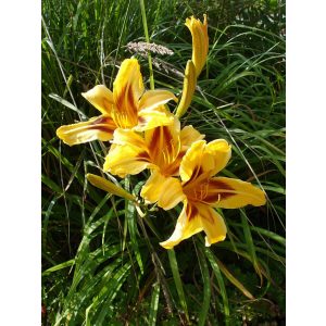 Hemerocallis 'Mikado' - Sásliliom