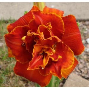 Hemerocallis 'Moses Fire' - Sásliliom