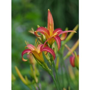 Hemerocallis 'Pink Charm' - Sásliliom