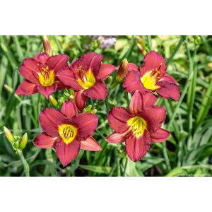 Hemerocallis 'Ruby Stella' - Sásliliom