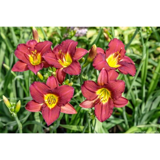 Hemerocallis Ruby Stellata - Sásliliom