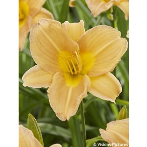 Hemerocallis 'Sandy Breeze' - Sásliliom